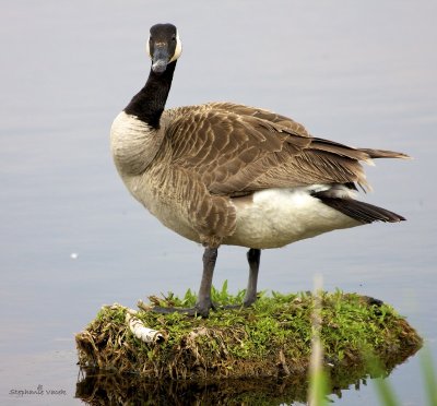 Canadian Goose