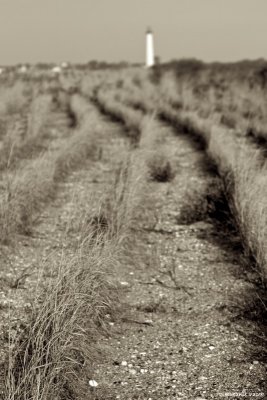 Beach grass