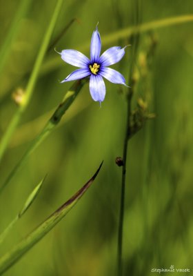 Blue-eyed grass