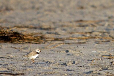 Piping plover