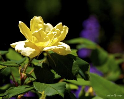 Yellow rose of...... Cape May!