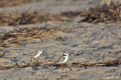 Piping plover pals