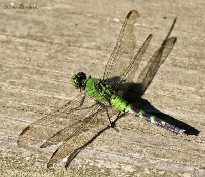 Green dragonfly