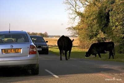 Minchinhampton Common