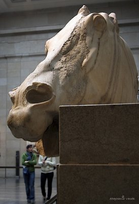 Parthenon Selene Horse ~ British Museum