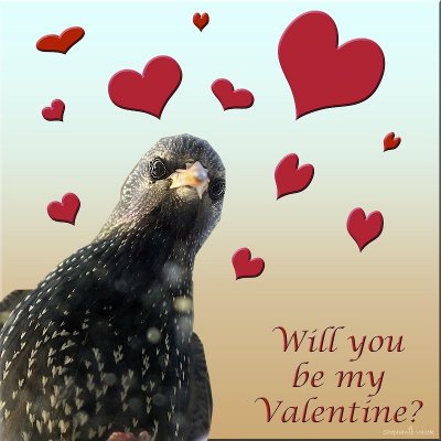 Will you be my Valentine?