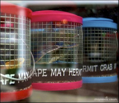 Caged