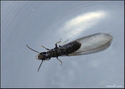 Winged Beastie PBASE.jpg
