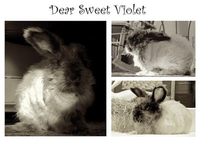Dear Sweet Violet Triptych