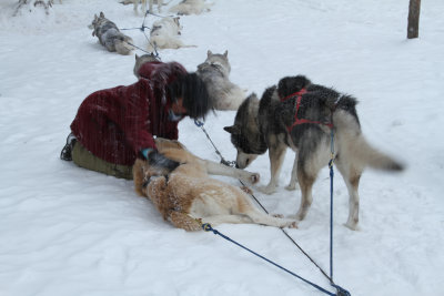 Tina and the Malamutes.jpg