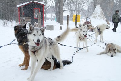 other malamutes.jpg
