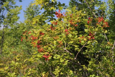 IMG_4078032.jpg
