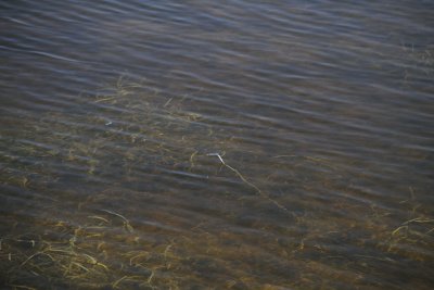 IMG_4085039.jpg
