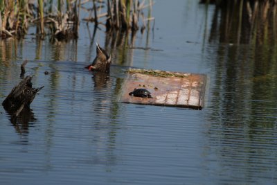 IMG_4091045.jpg