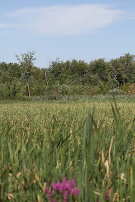 IMG_4107061.jpg