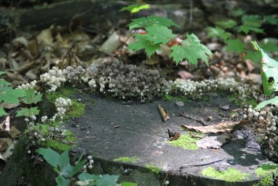 IMG_4120073.jpg