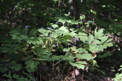 IMG_4121074.jpg