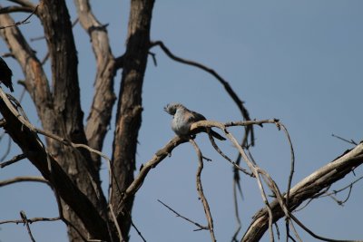 IMG_4159016.jpg
