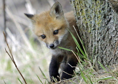 renards