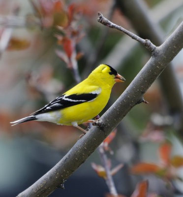 chardonneret jaune.jpg