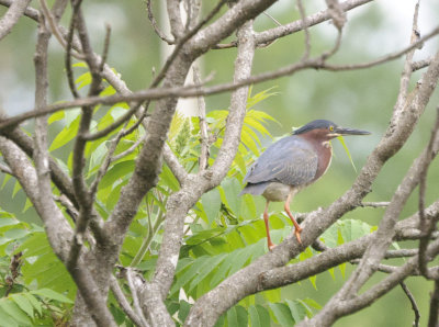 heron vert_2.mle.JPG