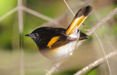 paruline flamboyante 2.JPG