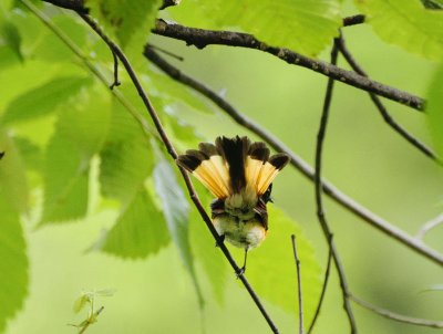 paruline flamboyante mle vue de dos.JPG