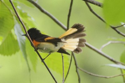 paruline flamboyante mle_1.JPG