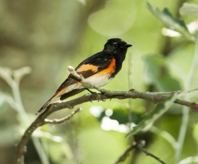 paruline flamboyante_1.jpg
