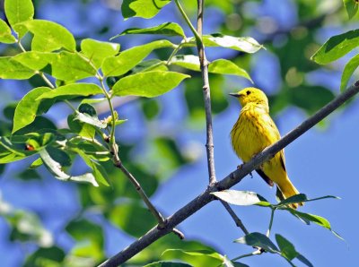 paruline jaune_22.jpg