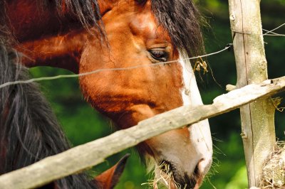 profil de cheval.jpg