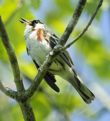 paruline a flanc maron.JPG
