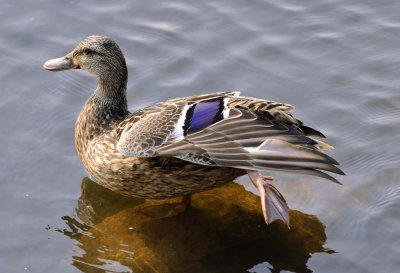 canard colvert.JPG