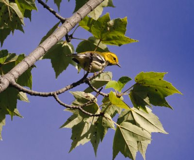 paruline  calotte noire_3.JPG