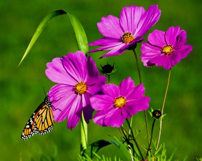 papilllon et fleurs mauves.JPG
