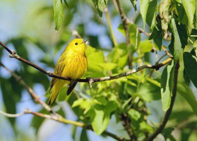 paruline jaune.1.jpg