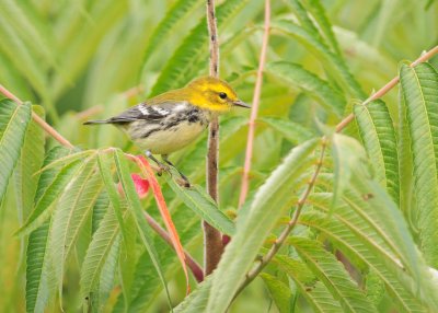 paruline jaune.11