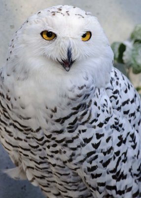 harfang des neiges en captivit.jpg