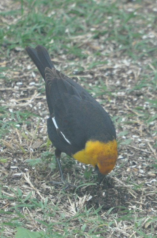 DSC_1087b.JPG