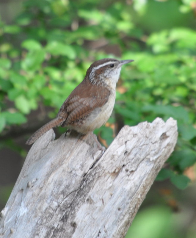 DSC_1904b.JPG