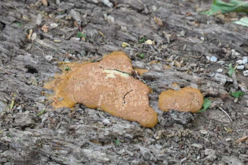 DSC_1917b.JPG