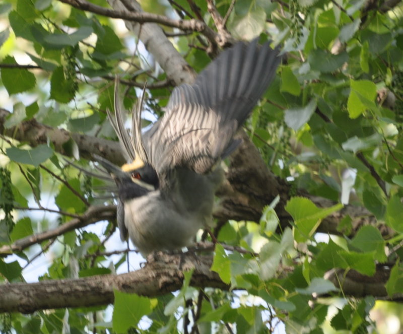 DSC_1977b.JPG