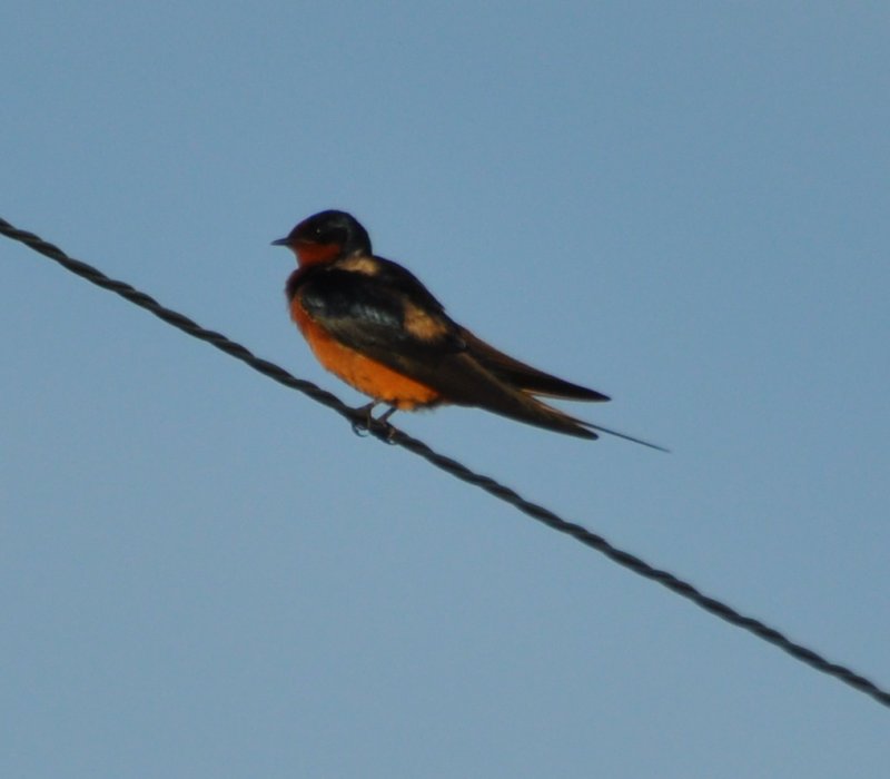 DSC_0322b.JPG
