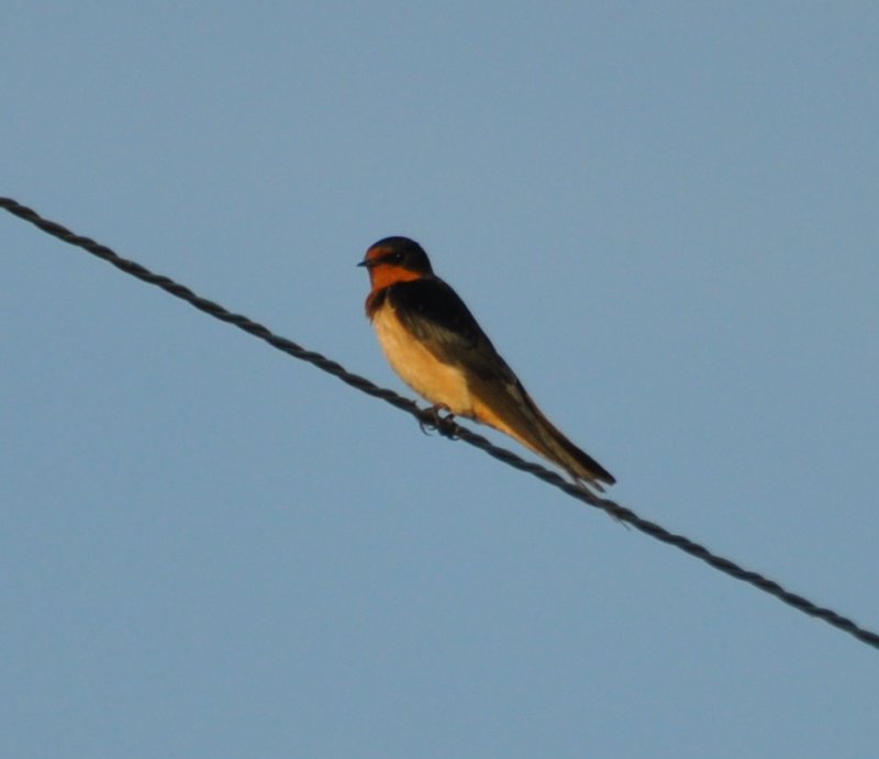 DSC_0326b.JPG