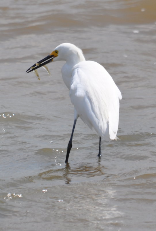 DSC_0700b.JPG