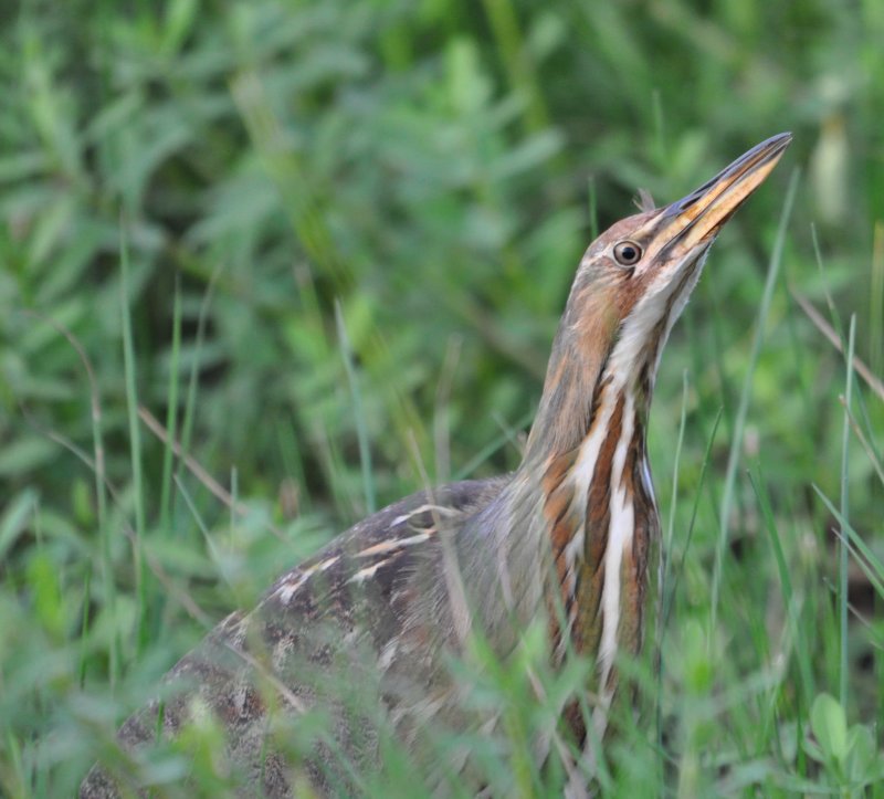 DSC_0685b.JPG