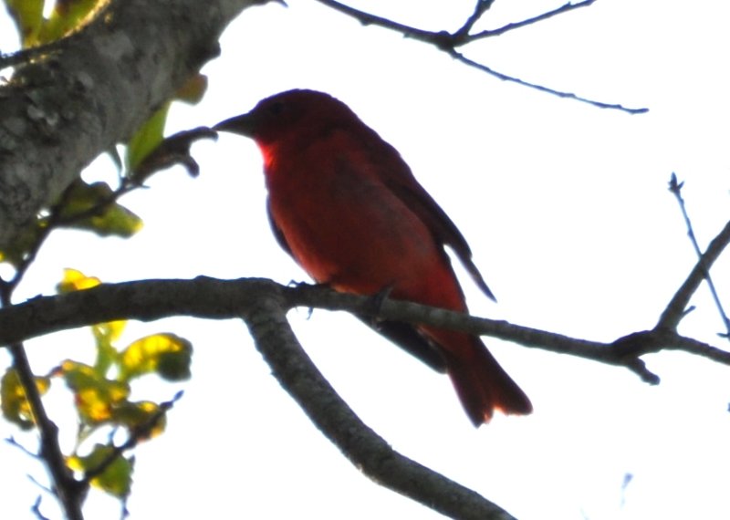 DSC_0015b.JPG