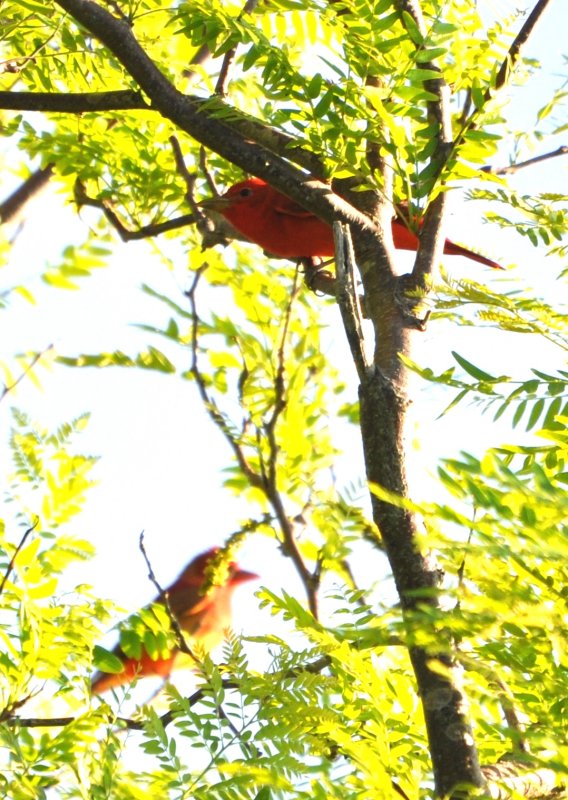 DSC_0036b.JPG