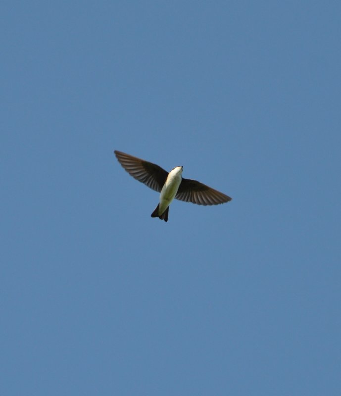 DSC_0065b.JPG