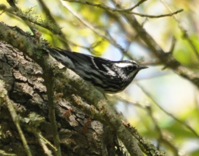 DSC_0344b.JPG